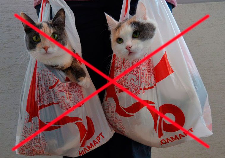 cats in bag